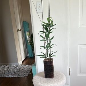 Elegant Green Potted Plant